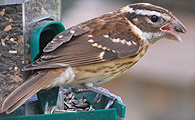 Rose Breated Grosbeak