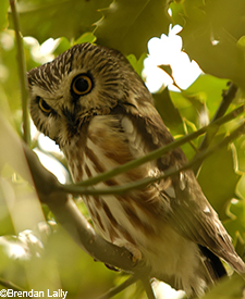 Saw-whet owl