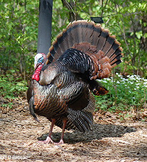 Wild turkeys