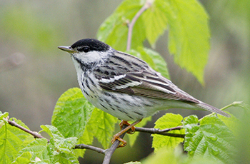 Blackpoll Warbler