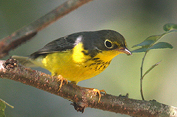 Canada Warbler