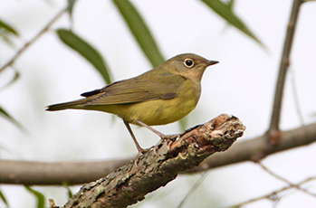 Connecticut Warbler