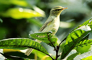 Green Warbler