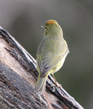Oranged-crowned Warbler