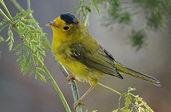 Wilson's Warbler