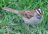 white throat sparrow