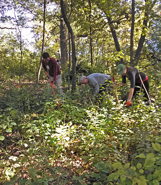 Fall 2013 Buckthorn Pull