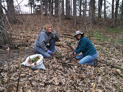Spring Garlic Mustard Pull