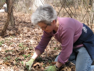 Spring 2013 Garlic Mustard Pull