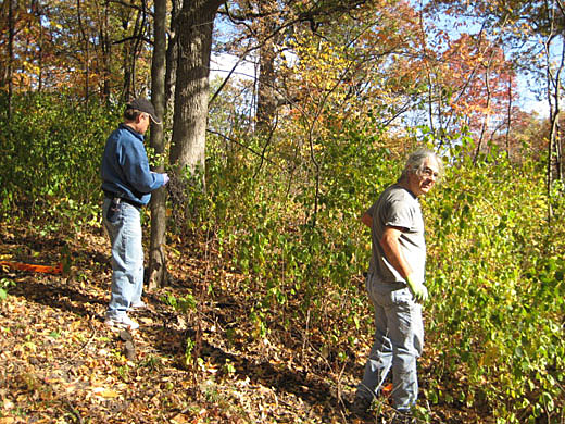 Oct 7 2012 Buckthorn Removal