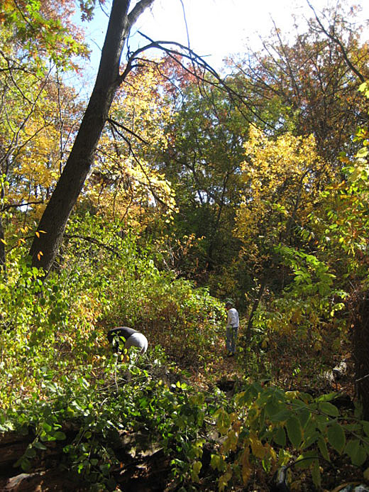 Oct 7 2012 Buckthorn Removal
