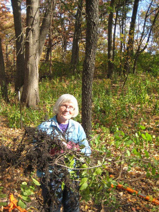 Oct 7 2012 Buckthorn Removal