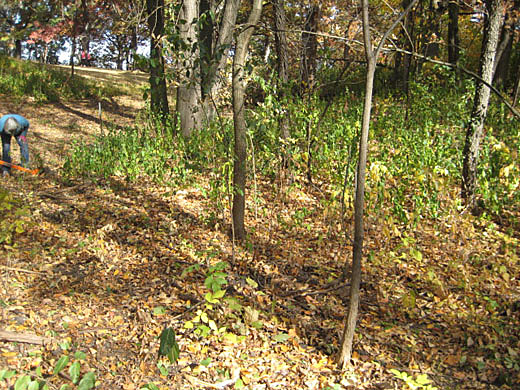 Oct 7 2012 Buckthorn Removal