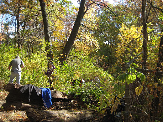 Oct 7 2012 Buckthorn Removal