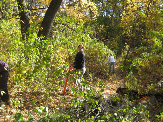 Oct 7 2012 Buckthorn Removal