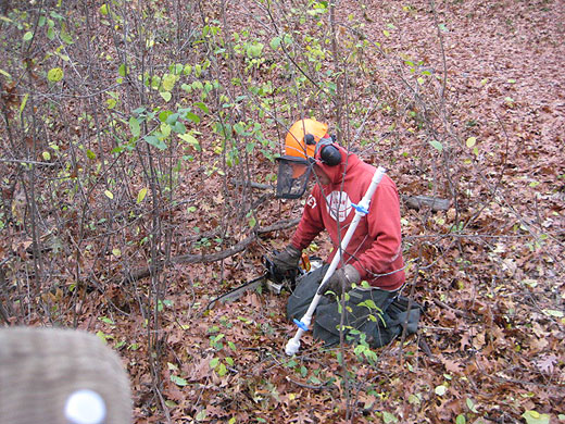 buckthorn pull Oct 26 2012