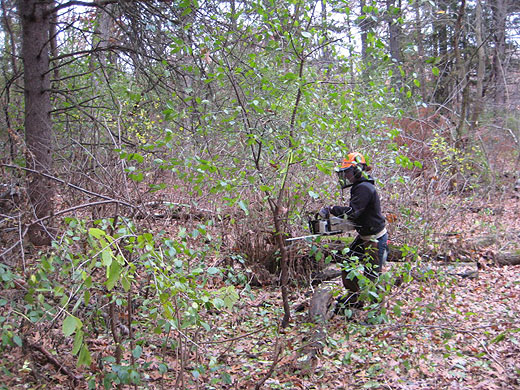 buckthorn pull Oct 26 2012