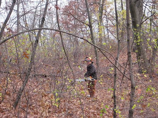 buckthorn pull Oct 26 2012