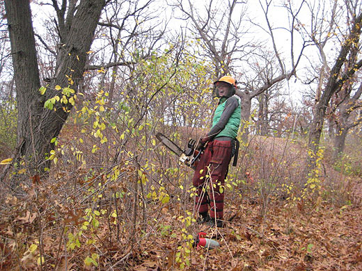 buckthorn pull Oct 26 2012