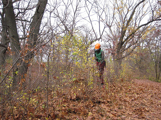 buckthorn pull Oct 26 2012