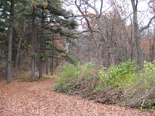 buckthorn pull Oct 26 2012