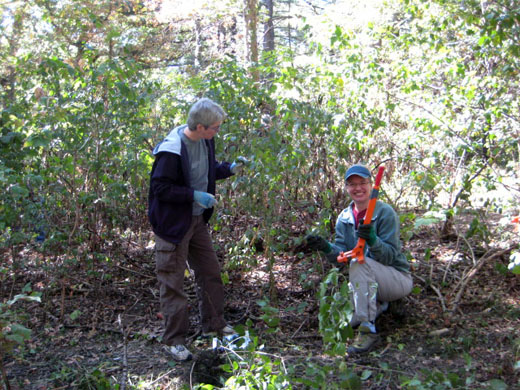Buckthorn removal Sept 23, 2012