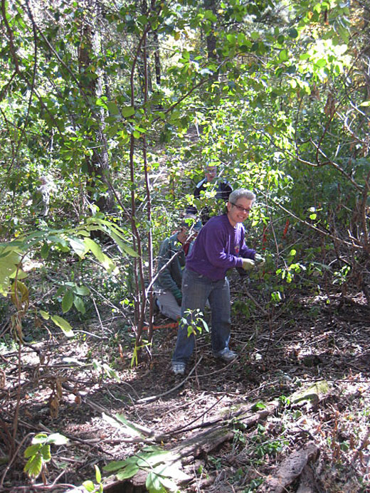 Buckthorn removal Sept 23, 2012