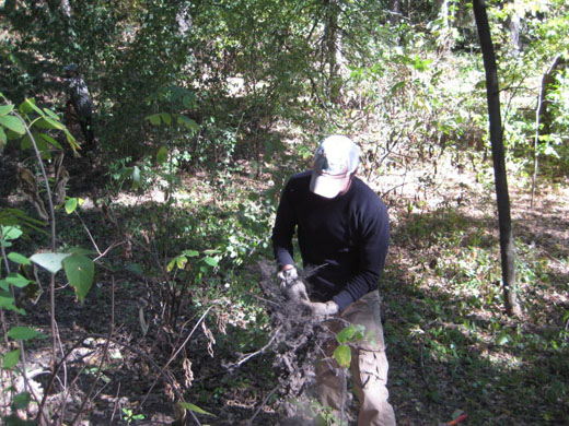 Buckthorn removal Sept 23, 2012