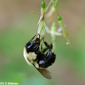 Bumblebee on Missouri Gooseberry