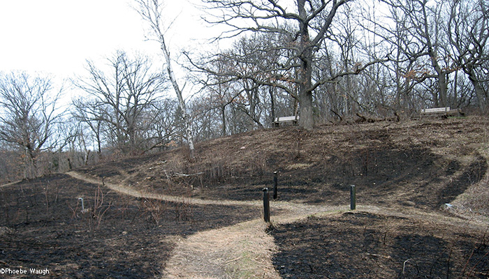 Far back hill after burn
