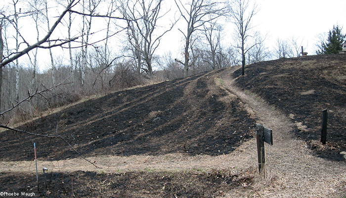 West upland after burn
