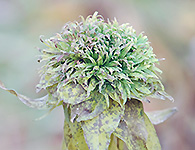 Goldenrod gall