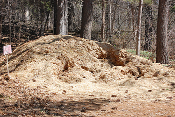 Cedar Shavings Pile
