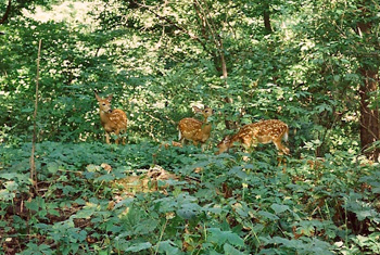 Deer in the Garden