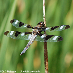 Male Twelve Spotted Skimmer