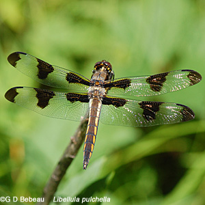 Twelve spotted female skimmer