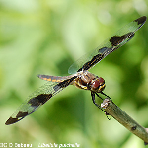 Female adult 12 spotted skimmer