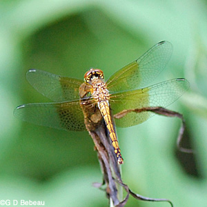 Band Wing Meadowhawk