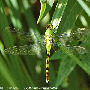 Eastern Pond Hawk