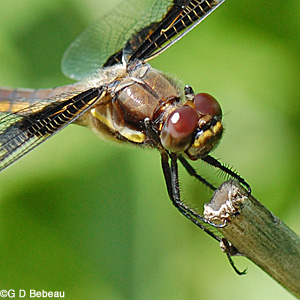 Female 12 spotted skimmer