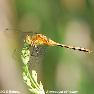 Juvenile whiteface meadowhawk