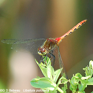 Juvenile male whiteface meadowhawk