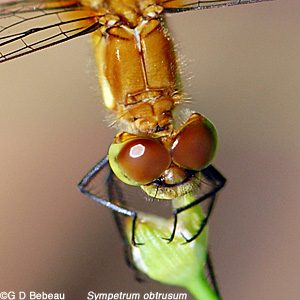 Male Juvenile whiteface meadowhawk