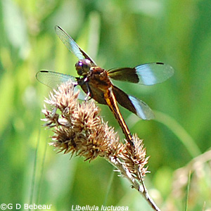 Juvenile male whiteface meadowhawk