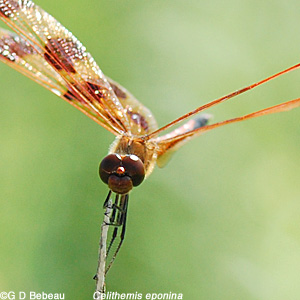Male Halloween Pennant