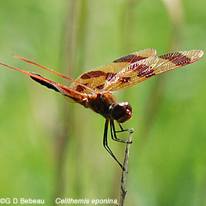 Male Halloween Pennant