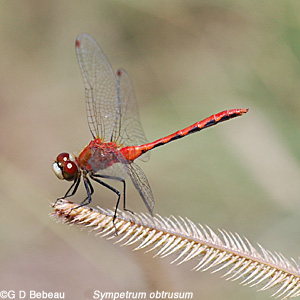 Whiteface meadowhawk
