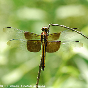 Female Widow skimmer