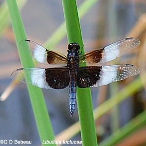 Male widow skimmer