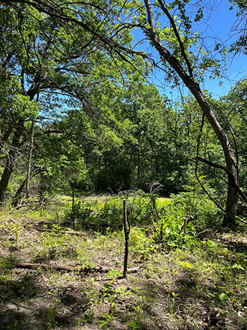 Meadow area cleared of buckthorn